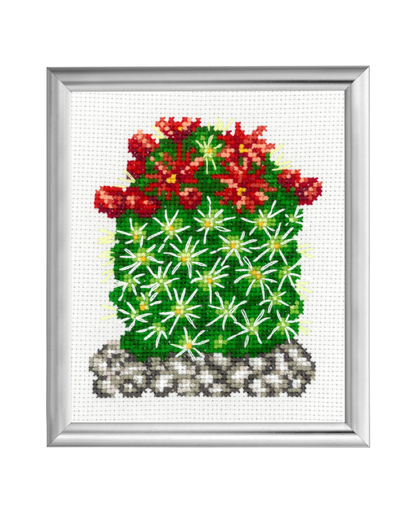 Bilde Kaktus Røde blomster