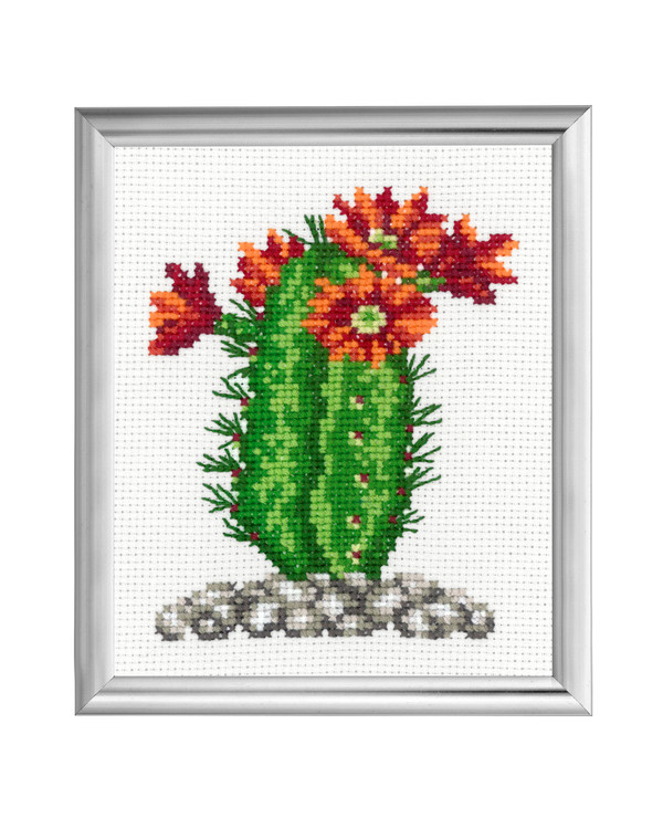 Bilde Kaktus Oransje blomster