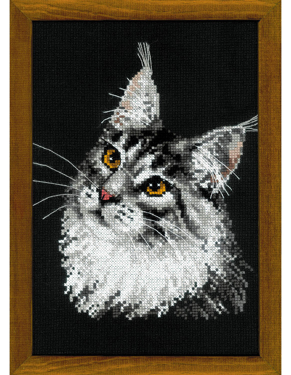 Bild Maine Coon