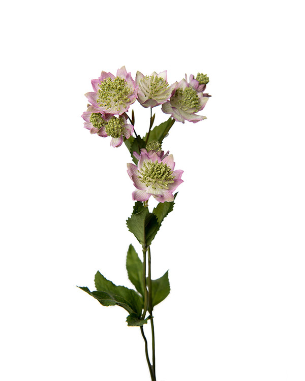Konstväxt Astrantia 2-pack