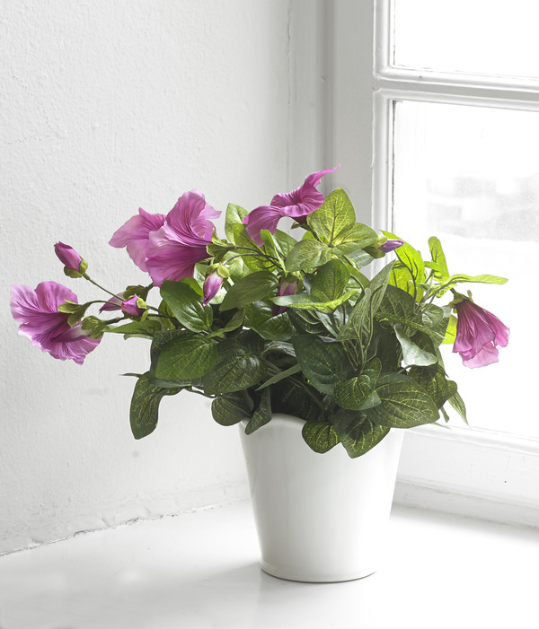 Tekokasvis Petunia