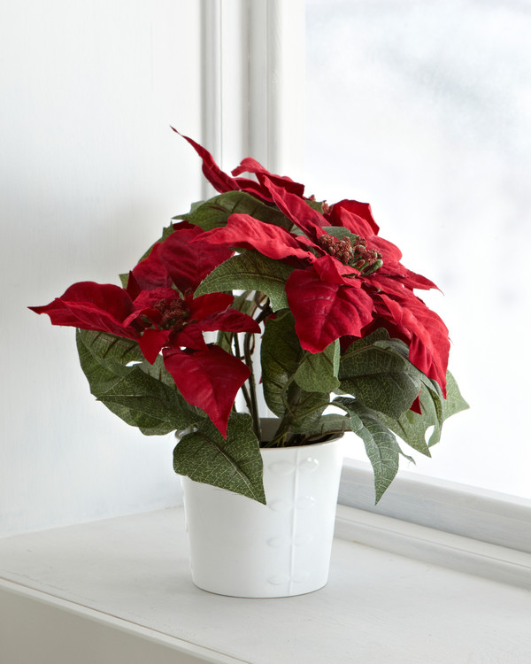 Julstjärna