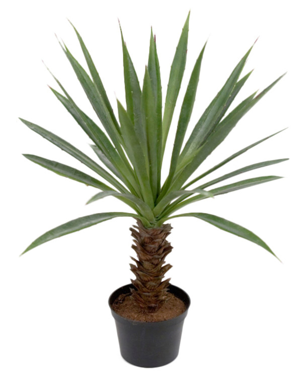 Konstväxt Agave 40 cm