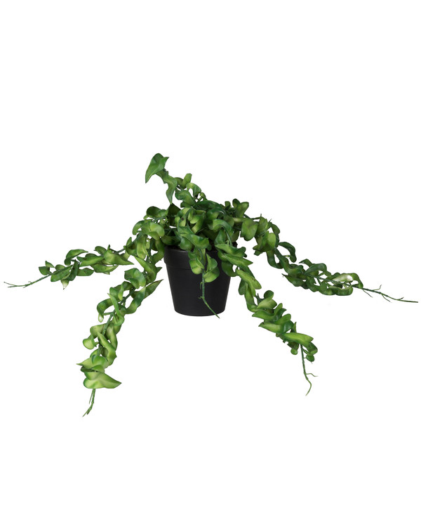 Kunstplante Hoya 15 cm