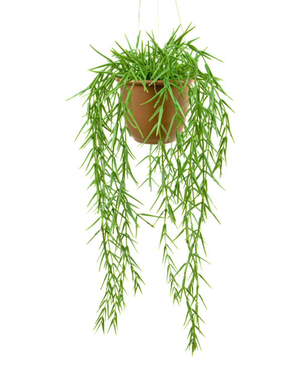 Kunstplante Hoya