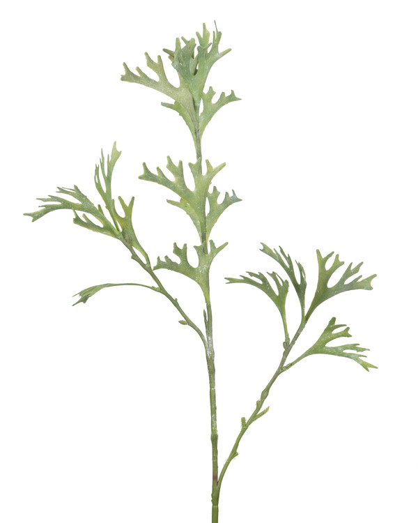 Taidekasvi Hirvensarvi 80 cm
